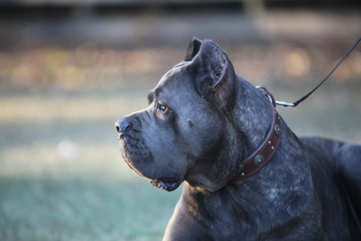 PEPPER