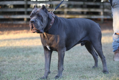 TEXAS KG LINE'S ATLAS DI MAXIMUS E NOVA (ATLAS)