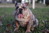 DOZER